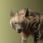 Hyena Taxidermie volledige montage - Hyaena hyaena - 67 cm -