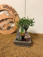 Japanese iep bonsai (Zelkova) - Hoogte (boom): 20 cm -