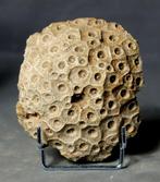 Corail fossil exceptionnel - Animal fossilisé - Hexagonaria