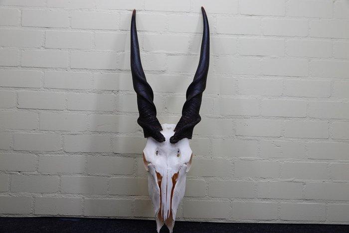 African Antelope Schedel - Common Eland - Taurotragus oryx -, Verzamelen, Dierenverzamelingen