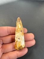 Spinosaurus - Fossiele tand - 7 cm (Zonder minimumprijs)