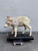 Kalf met twee hoofden Taxidermie volledige montage -