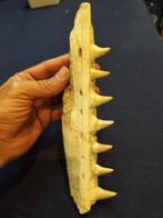 Mosasaurus - Fossiele tanden - mosasaurus - 25 cm - 7 cm, Verzamelen