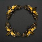 Vlinder Taxidermie volledige montage - Circle of Shadows -