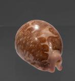 zeer zeldzame kaartenslak  GEM  Taxidermie wandmontage -, Nieuw