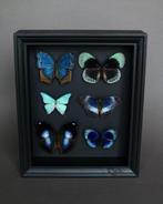 Vlinder Taxidermie volledige montage - Pseudo damo/ Asterope, Verzamelen, Dierenverzamelingen, Nieuw