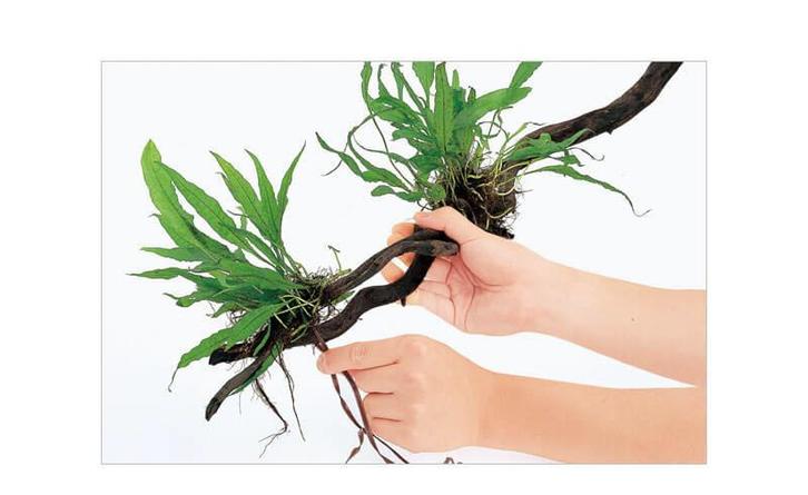 ADA Wood Tight, Dieren en Toebehoren, Vissen | Aquaria en Toebehoren, Nieuw, Verzenden