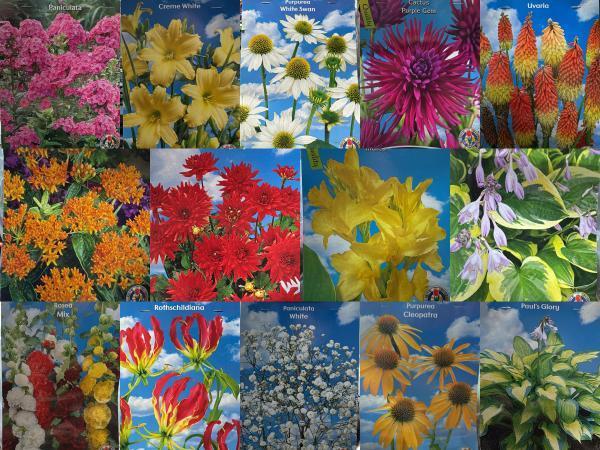 Veiling - Bloembollen Mix – 20+ Soorten Exclusieve Tuinblo, Jardin & Terrasse, Bulbes & Semences