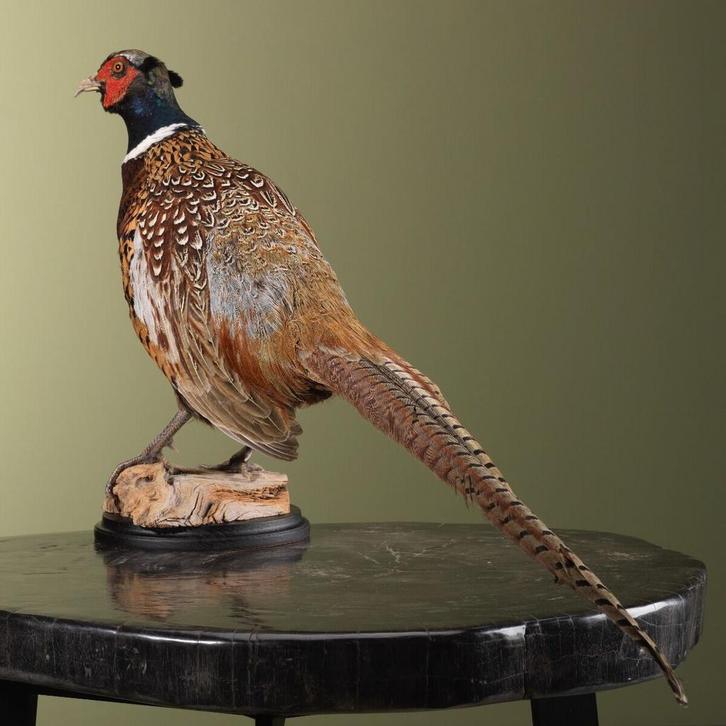 Fazant Taxidermie Opgezette Dieren By Max, Verzamelen, Dierenverzamelingen, Opgezet dier, Nieuw, Vogel, Ophalen of Verzenden