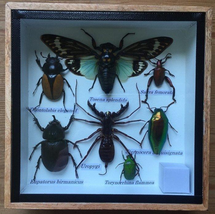 Cicaden, Uropygi, kevers, hertkevers (enzovoort). Taxidermie, Antiek en Kunst, Curiosa en Brocante