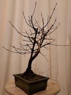 Bonsaï metasequoia dans un pot de bonsaï. - Hauteur (arbre)