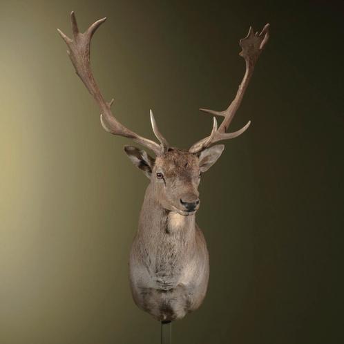 Damhert Taxidermie Opgezette Dieren By Max, Collections, Collections Animaux, Enlèvement ou Envoi