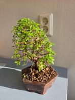 Bonsaï Orme de Chine (Ulmus parviflora) - Hauteur (arbre) :