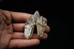 Uitzonderlijke molare tand van Basilosaurus - Fossiele tand, Verzamelen