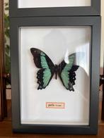 Vlinder Taxidermie volledige montage - inconnu - 18 cm - 13, Verzamelen, Dierenverzamelingen, Nieuw