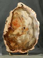 Grote en decoratieve versteende hout op standaard -, Verzamelen, Mineralen en Fossielen