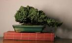 Jeneverbes bonsai (Juniperus) - Hoogte (boom): 15 cm -, Antiek en Kunst, Kunst | Schilderijen | Klassiek