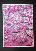 Viet Ha Tran - Sakura I, Antiek en Kunst