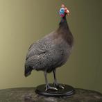 Helmparelhoen Taxidermie Opgezette Dieren By Max, Ophalen of Verzenden, Nieuw, Vogel, Opgezet dier
