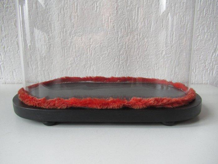 Stolp - Glas en hout - 1900-1910, Antiek en Kunst, Antiek | Overige Antiek