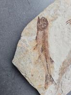 *no reserve* salamander - Fossiele matrix - Qinglongtriton