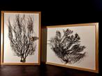 twee exemplaren van gorgoniën ingelijst Taxidermie volledige