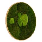 Mosschilderij Rond 40 cm Ongelakt Eiken - Esbjerg, Verzenden, Nieuw