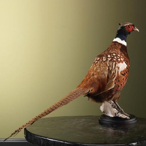 Fazant Taxidermie Opgezette Dieren By Max, Verzamelen, Dierenverzamelingen, Opgezet dier, Nieuw, Vogel, Ophalen of Verzenden