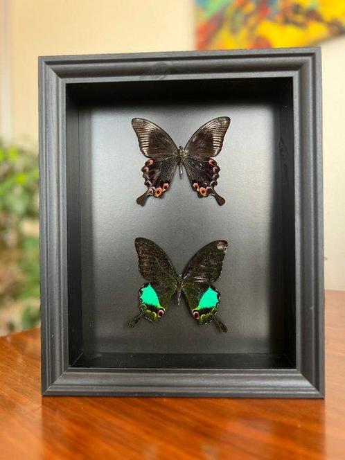 Vlinder Taxidermie volledige montage - Papilio Karna - 25 cm, Verzamelen, Dierenverzamelingen