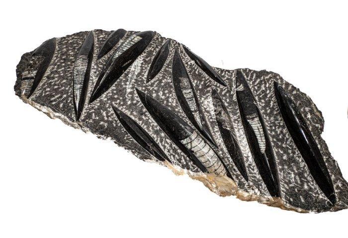 Exclusief verzamelobject - UNIEK - Taxidermie wandmontage -, Collections, Collections Animaux