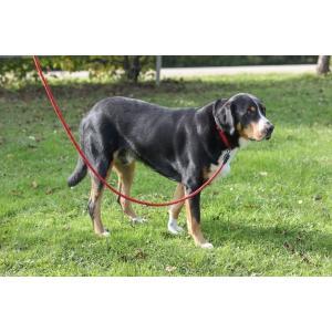 Laisse longue goleygo 2.0 rope rouge, Animaux & Accessoires, Accessoires pour chiens
