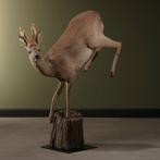 Reebok Springend Taxidermie Opgezette Dieren By Max, Ophalen of Verzenden, Opgezet dier