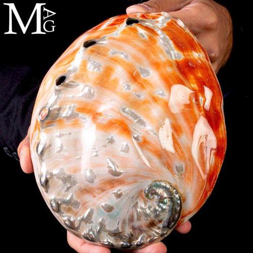 Grote moeder van parelmoer schelp prachtige zeeschelp -, Verzamelen, Mineralen en Fossielen