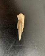 Luipaard Klauw - Panthera onca - With EU Certificate -, Nieuw