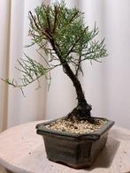 tamarinde bonsai in bonsaischaal - Hoogte (boom): 20 cm -, Antiek en Kunst