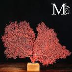 Corail Gorgonia merveilleux - Gorgonia rouge sur socle en, Collections