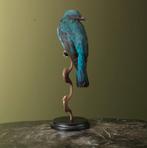 Irena Buulbuul Taxidermie Opgezette Dieren By Max, Ophalen of Verzenden, Nieuw, Vogel, Opgezet dier