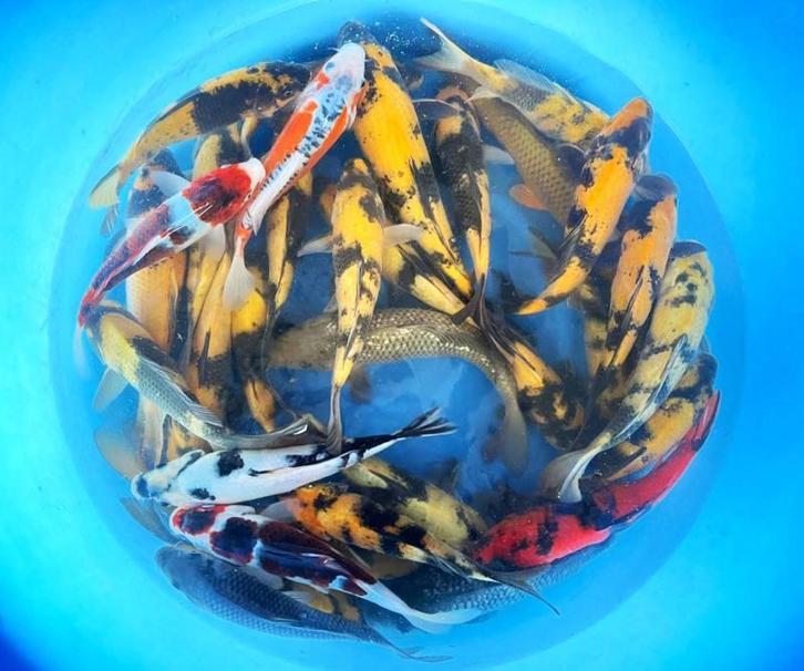 Hirasawa Marusei 28-35cm (Japanse Koi), Tuin en Terras, Vijvers, Nieuw, Ophalen of Verzenden