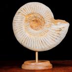 Ammonite - Animal fossilisé - Perisphinctes - 110 mm - 95 mm