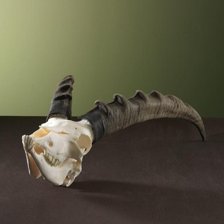 Steenbok Ibex Schedel Taxidermie Opgezette Dieren By Max, Verzamelen, Dierenverzamelingen, Opgezet dier, Nieuw, Wild dier, Ophalen of Verzenden