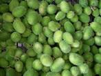 Cucumus dipsaceus = sier - 100 zaden, Nieuw