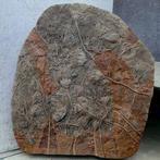 Ongelofelijk museumexemplaar - Crinoïden fossiele plaat -