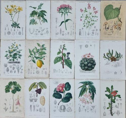DORBIGNY, Charles Dessalines (1802-1857) - Lot. of 15, Antiek en Kunst, Antiek | Boeken en Manuscripten