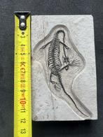 Zeereptiel - Gefossiliseerd dier - Keichousaurus - 12 cm -