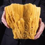 Extreem zeldzaam - Extra grote - Natuurlijke badstof spons