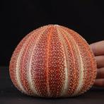 Reusachtige gewone zeekomkommer - Diepe natuurlijke kleuren