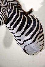 Zebra Head Taxidermie wandmontage - Equus quagga - 45 cm -, Verzamelen, Dierenverzamelingen, Nieuw