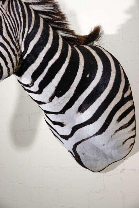 Zebra Head Taxidermie wandmontage - Equus quagga - 45 cm -, Verzamelen, Dierenverzamelingen