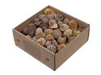 Leucodendron assortiment - naturel kleuren (640 gr) –, Huis en Inrichting, Nieuw