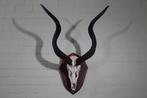 Greater Kudu Schedel - Tragelaphus strepsiceros - 47 cm - 90, Nieuw